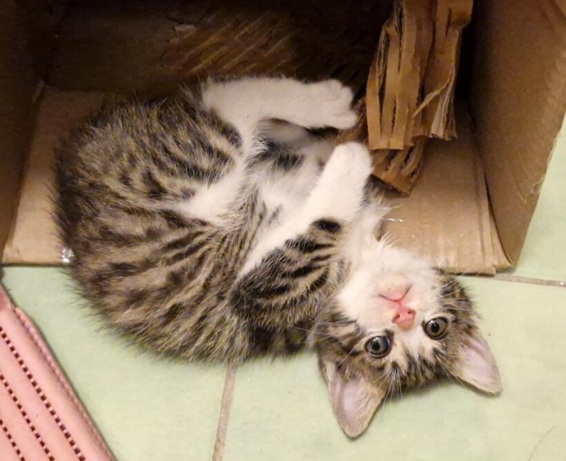 LUCKY (10 m.)