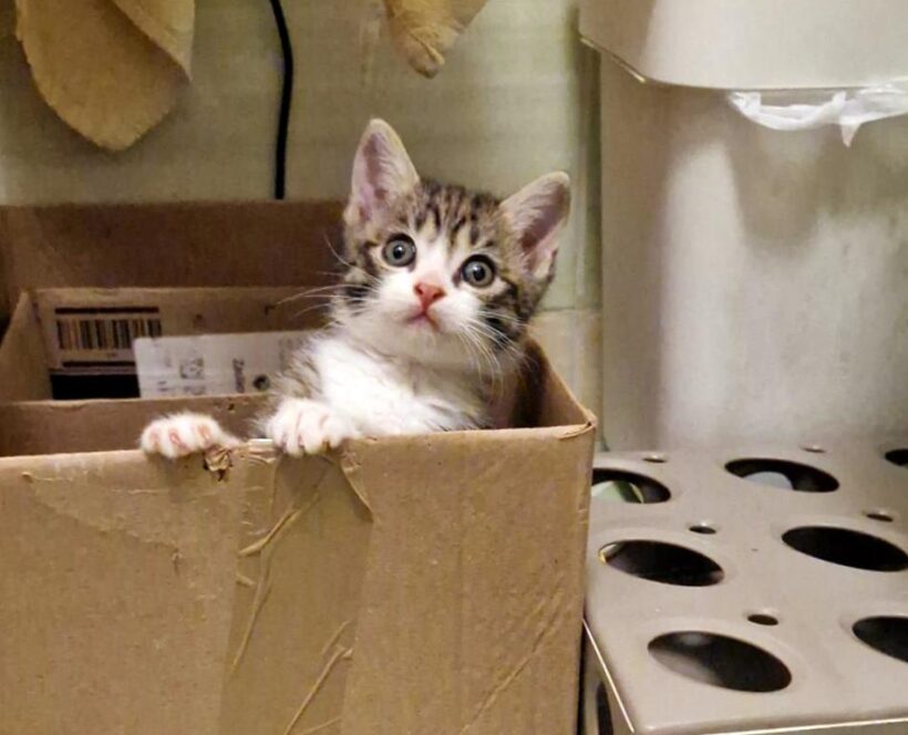 LUCKY (10 m.)