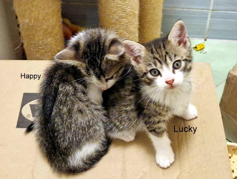 LUCKY (10 m.)