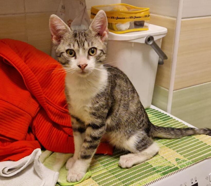 LUCKY (10 m.)