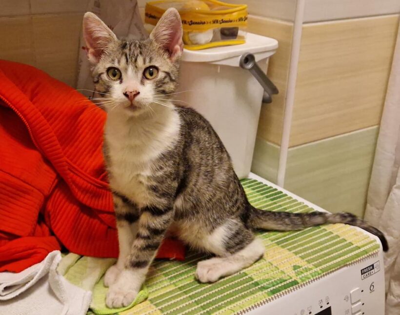 LUCKY (10 m.)