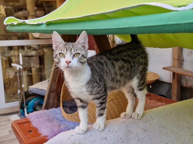 LUCKY (10 m.)