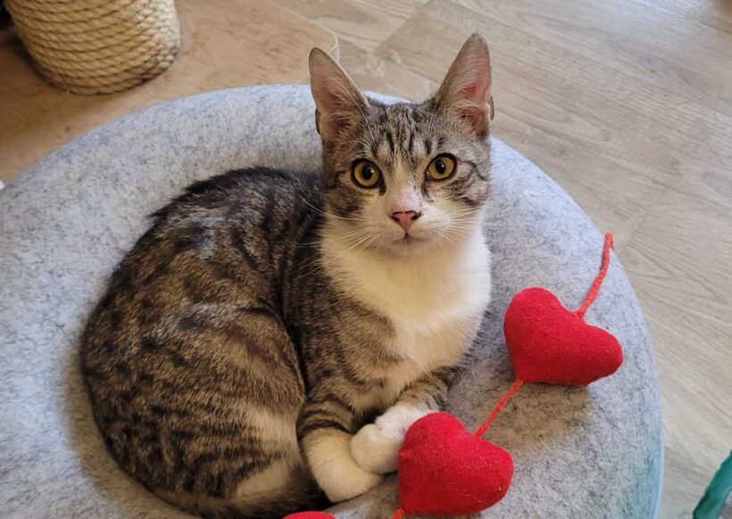 LUCKY (10 m.)