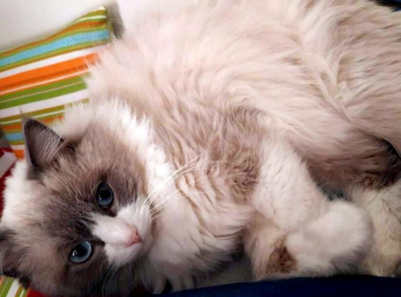 FIGARO