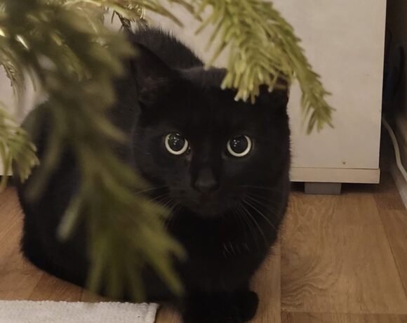 SABRINA (2-4 roky)