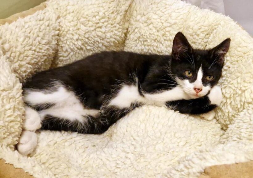 MOBI (10 m.)