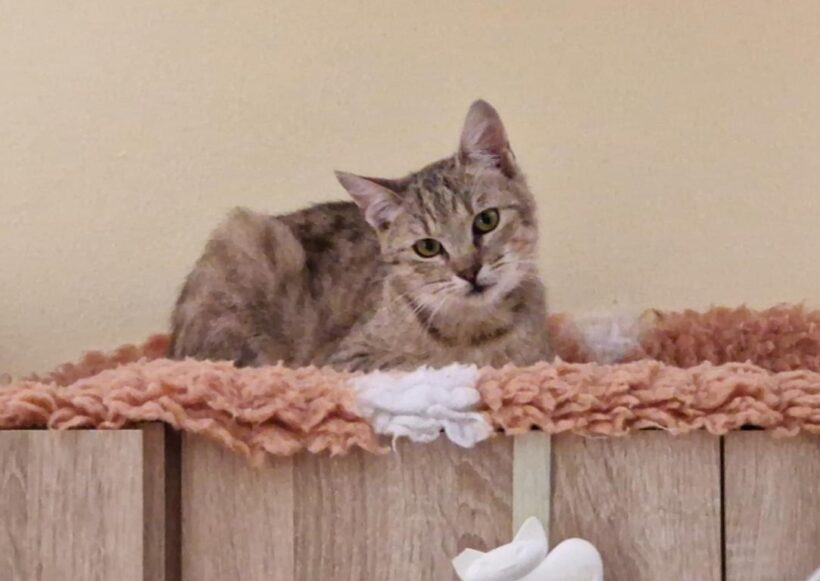 TOBBI (1 r.)