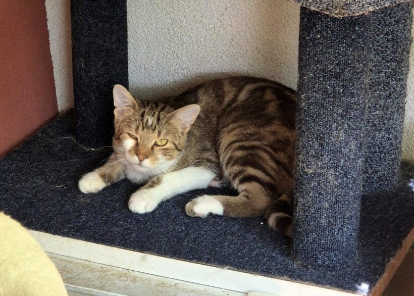 ZIGGY (1 r.)
