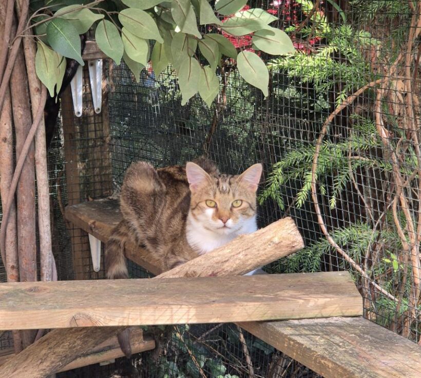 ZIGGY (1 r.)