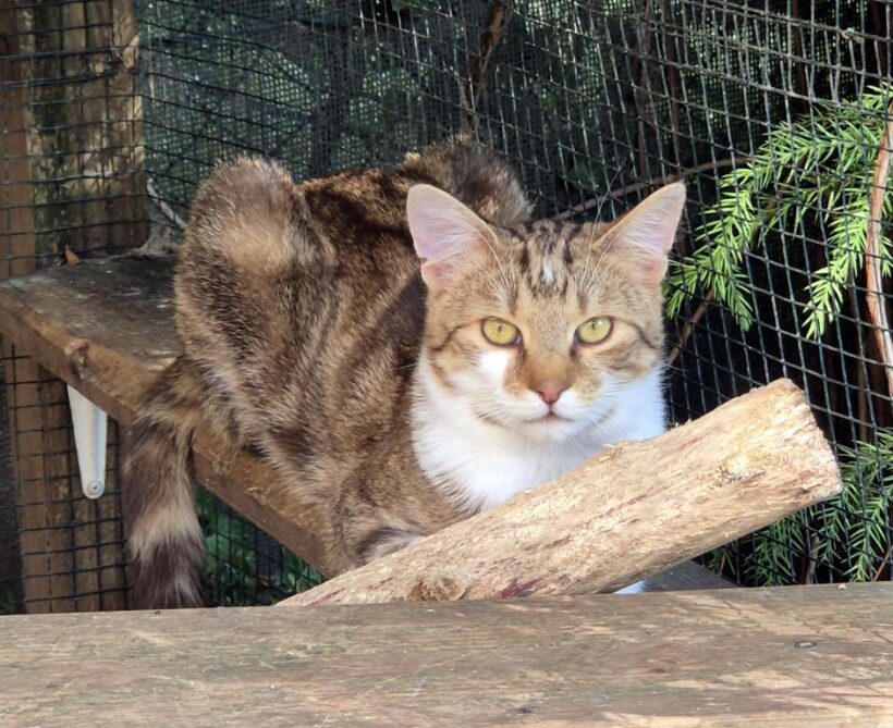 ZIGGY (1 r.)