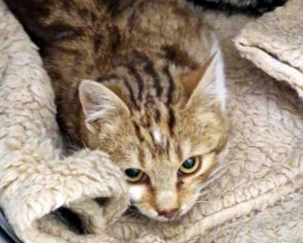 ZIGGY (6 m.)