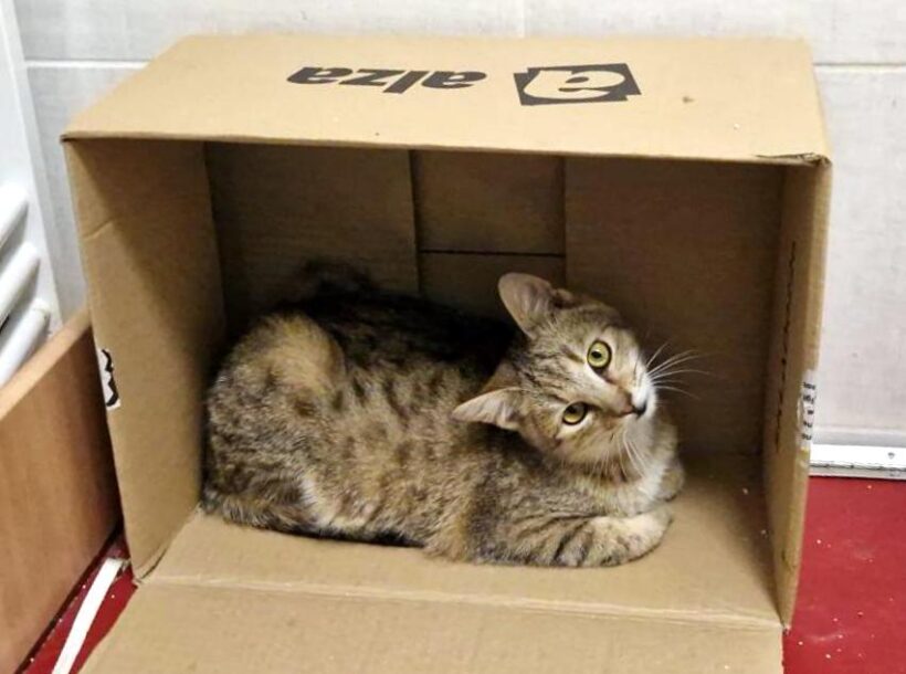 TOBBI (6 m.)
