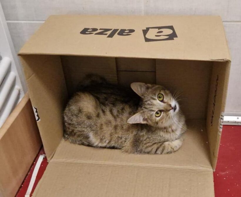 TOBBI (6 m.)