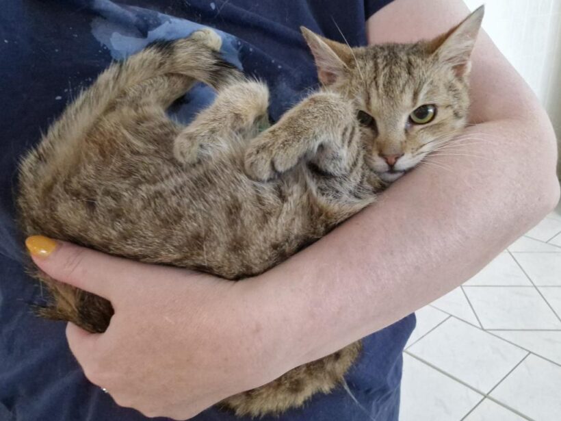 TOBBI (6 m.)