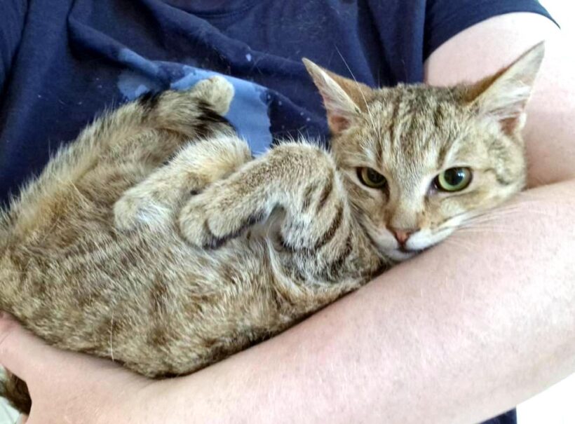 TOBBI (6 m.)