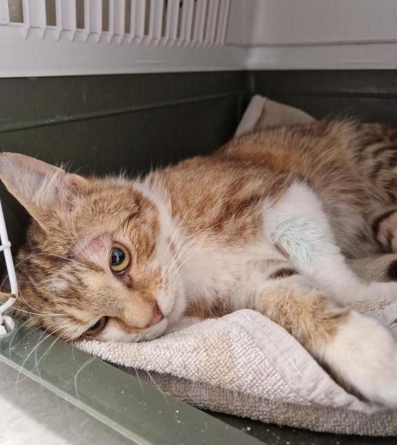 ZIGGY (6 m.)