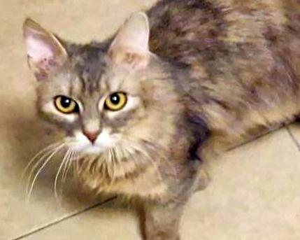 LEONI (7 m.)