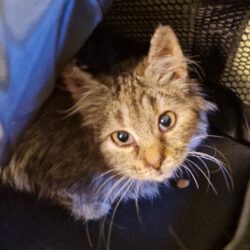 FRANTIŠKA (5 m.)