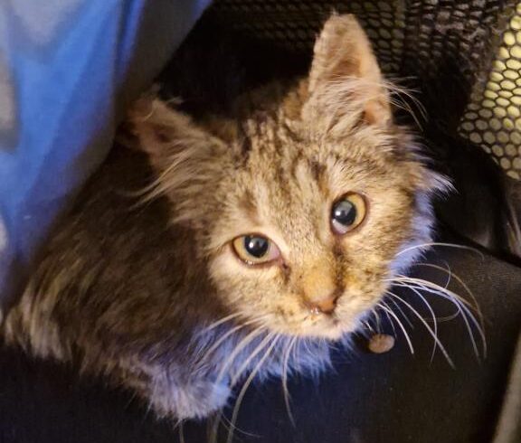 FRANTIŠKA (5 m.)