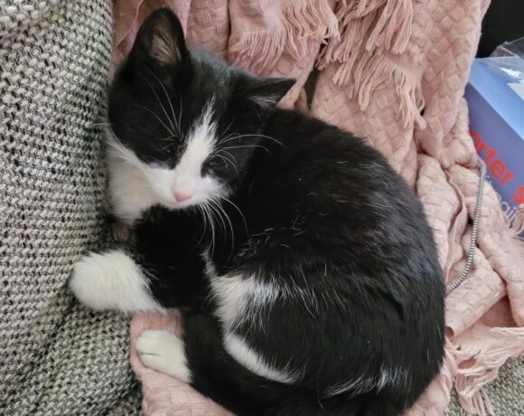 CINDY (7 m.)
