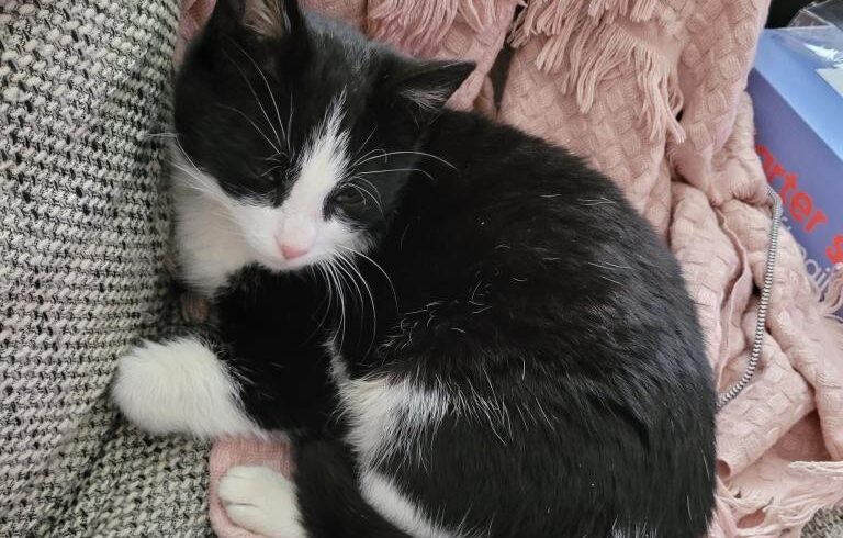 CINDY (7 m.)