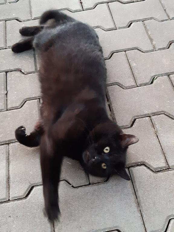 MIREČEK (5 let)