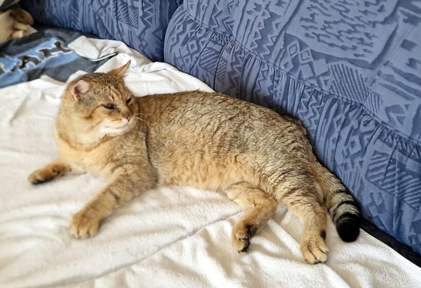 MACÍK (5 l.)