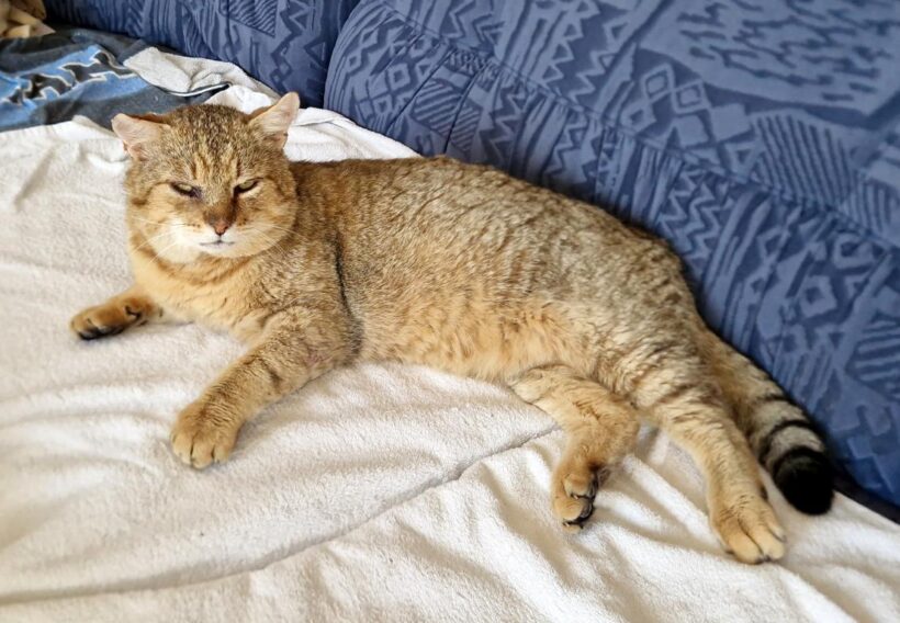 MACÍK (5 l.)