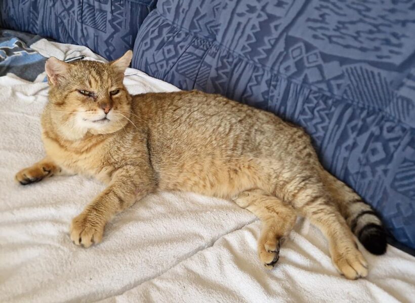 MACÍK (5 l.)