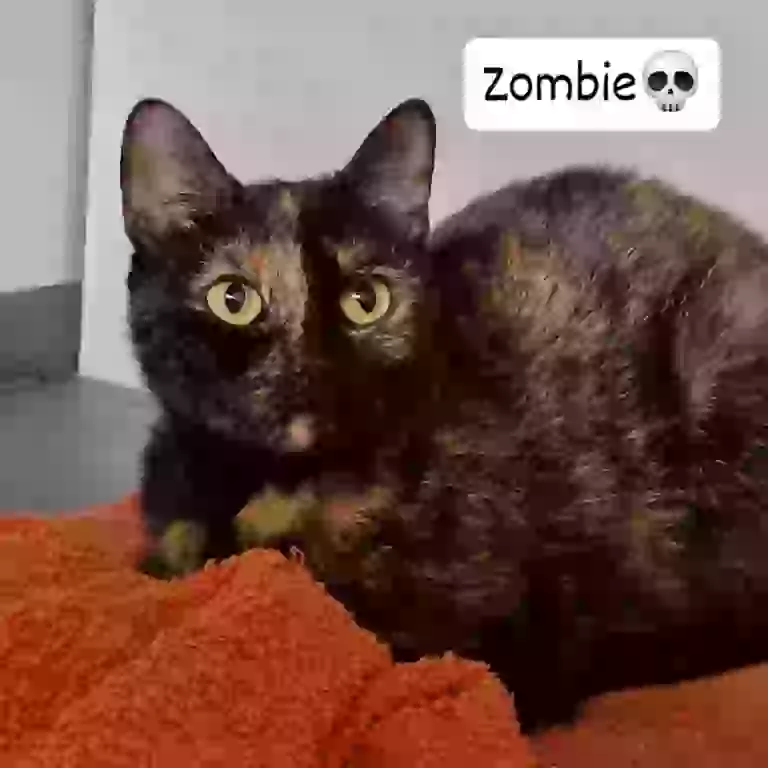 ZOMBIE (4 r.)